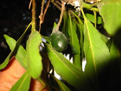 Elaeocarpus sylvestris