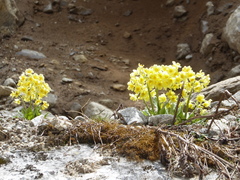 Primula strumosa