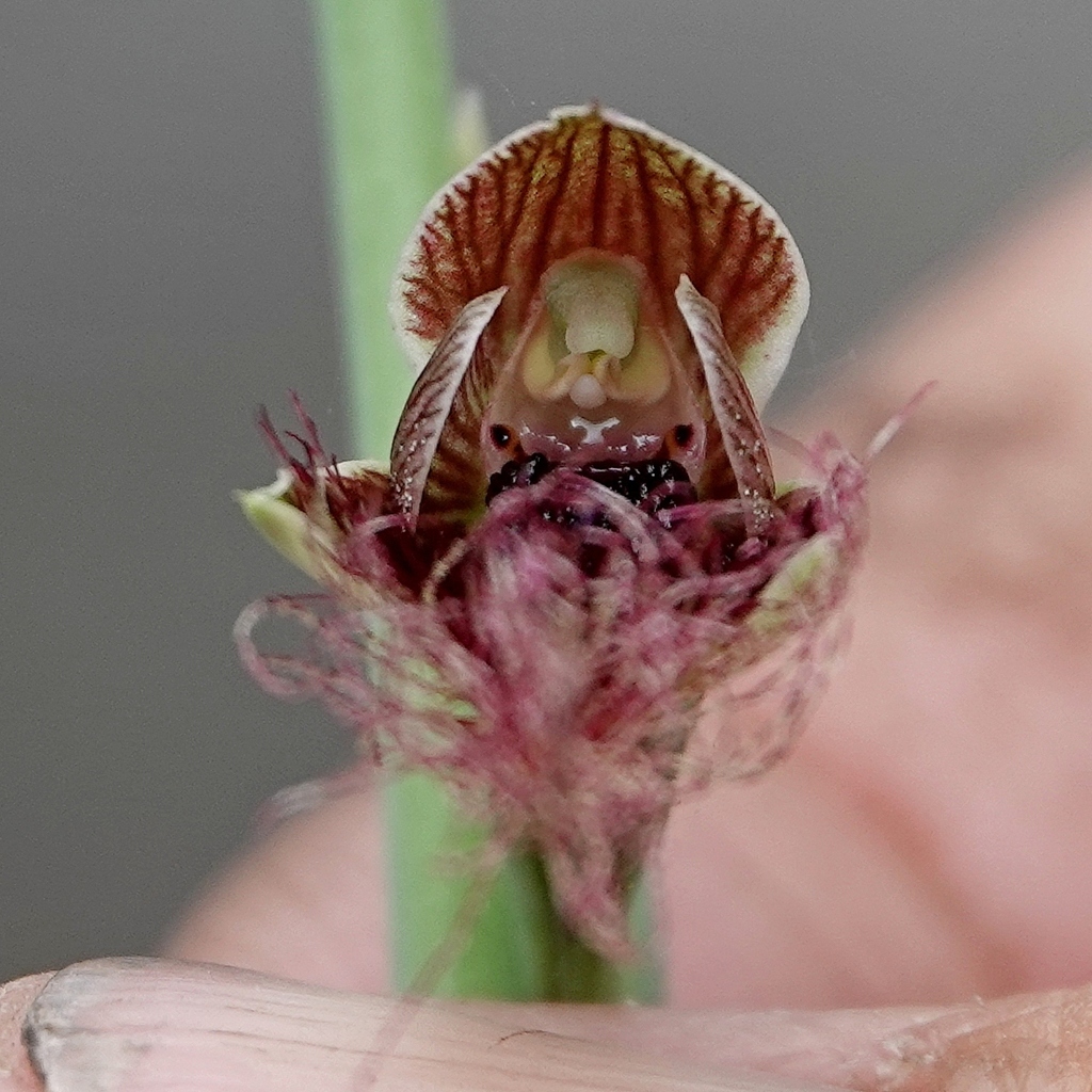Calochilus therophilus
