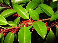 Ilex rotunda