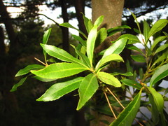 Elaeocarpus sylvestris