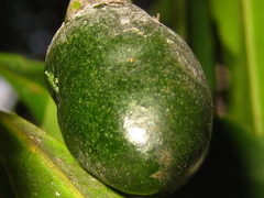 Elaeocarpus sylvestris