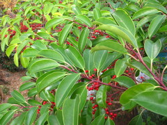 Ilex rotunda