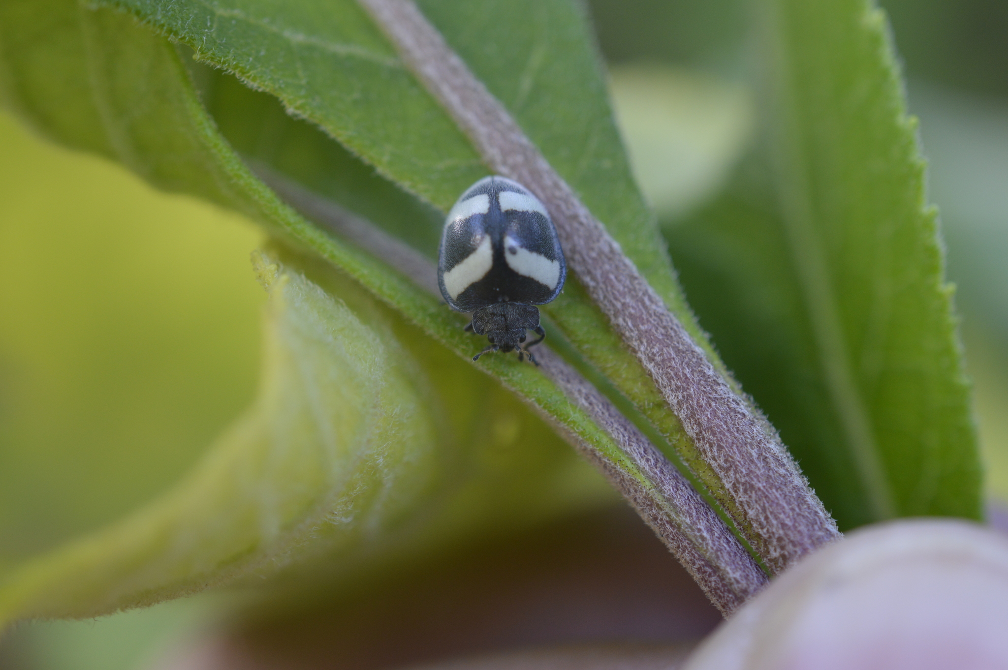 Coccinellidae image