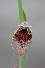 Calochilus therophilus