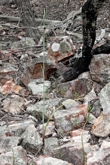 Calochilus therophilus