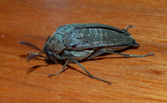 Trigonodera