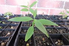 Nectandra
