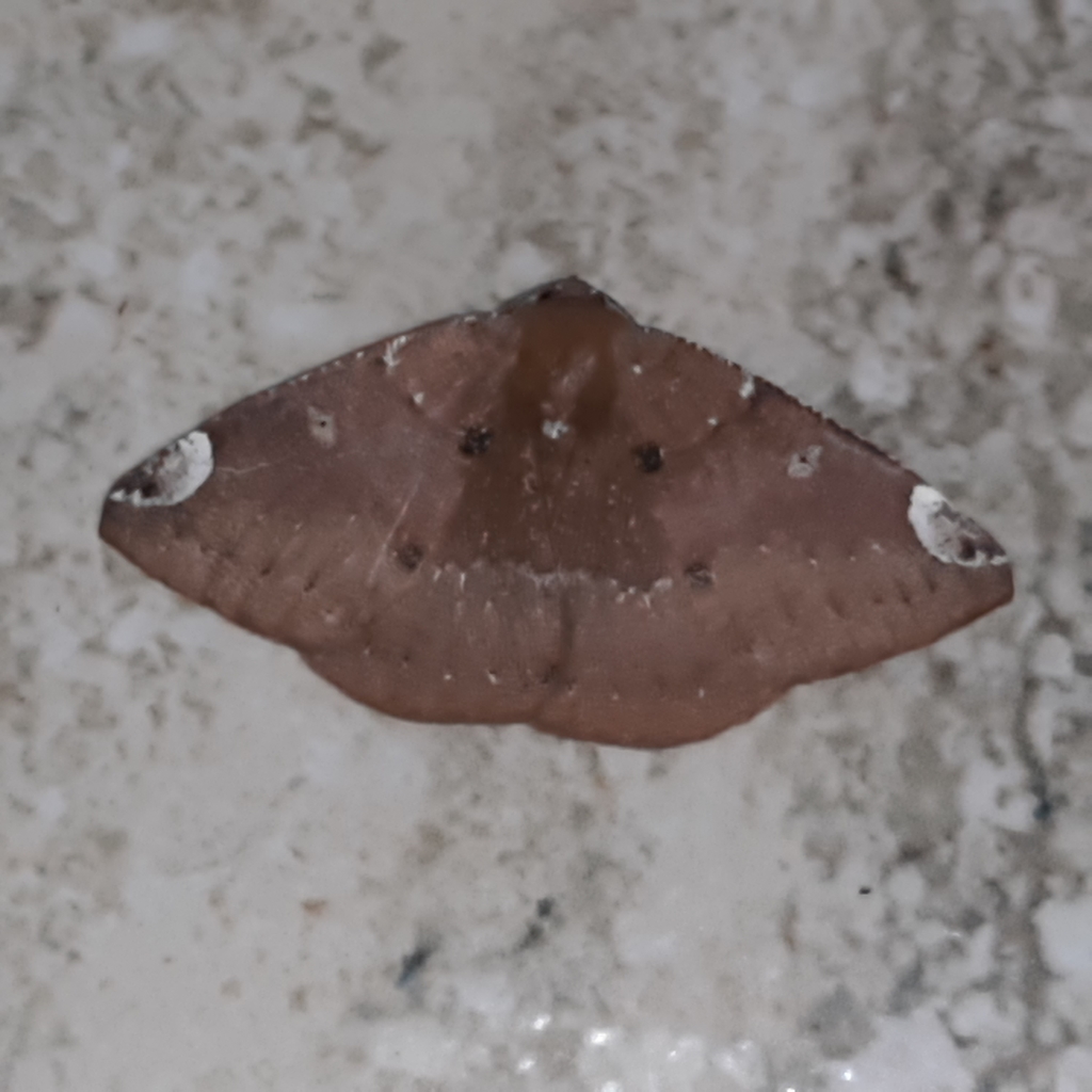 Herbita valtrudaria