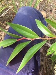 Hakea salicifolia