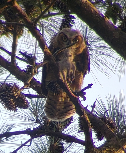 Great Horned Owl photographed in Louisiana
