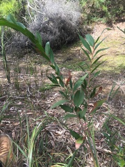 Hakea salicifolia