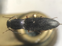 Paractenicera fulvipes