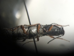 Paractenicera fulvipes