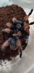 Brachypelma
