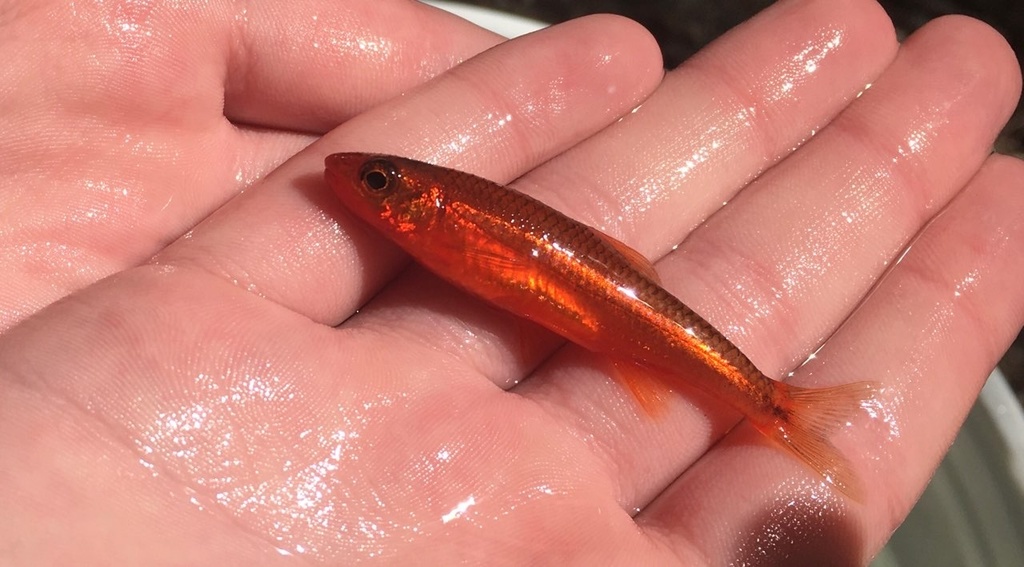 Tennessee shiner (Notropis leuciodus) — Cyprinidae