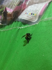 Apis dorsata breviligula