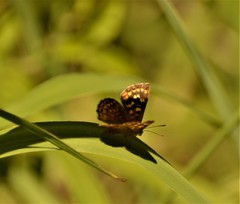 Aricoris indistincta