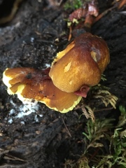 Pluteus romellii