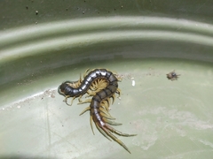 Akymnopellis