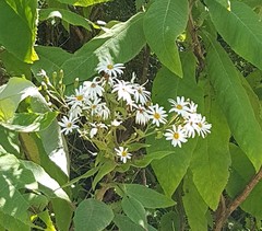 Brachyglottis hectorii