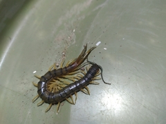 Akymnopellis
