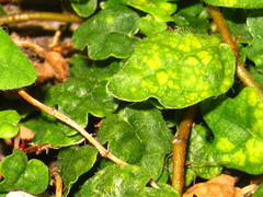 Ficus thunbergii