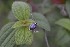 Asphaera albomarginata