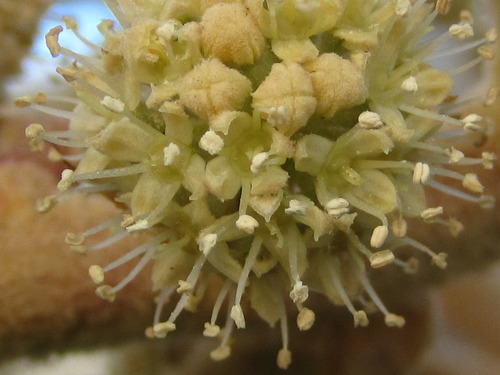 Tetrapanax papyrifer