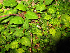 Ficus thunbergii