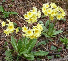 Primula strumosa