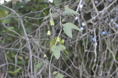 Passiflora indecora