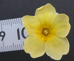 Primula strumosa
