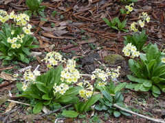 Primula strumosa