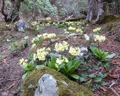 Primula strumosa