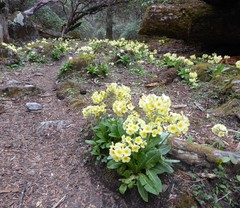 Primula strumosa