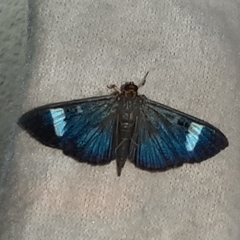 Erilusa leucoplagalis