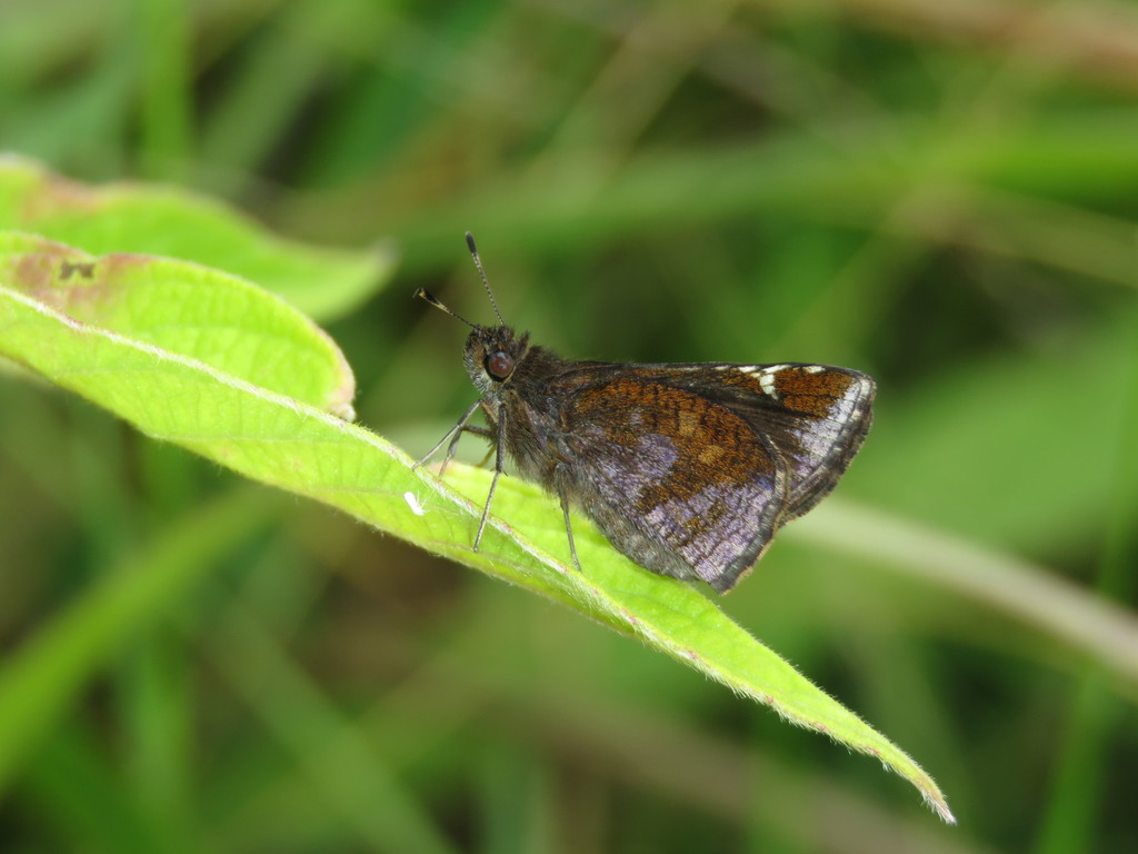 Overcast Skipper