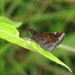 Overcast Skipper - Photo (c) Lepidoptera Colombiana 🇨🇴, some rights reserved (CC BY-NC), uploaded by Lepidoptera Colombiana 🇨🇴