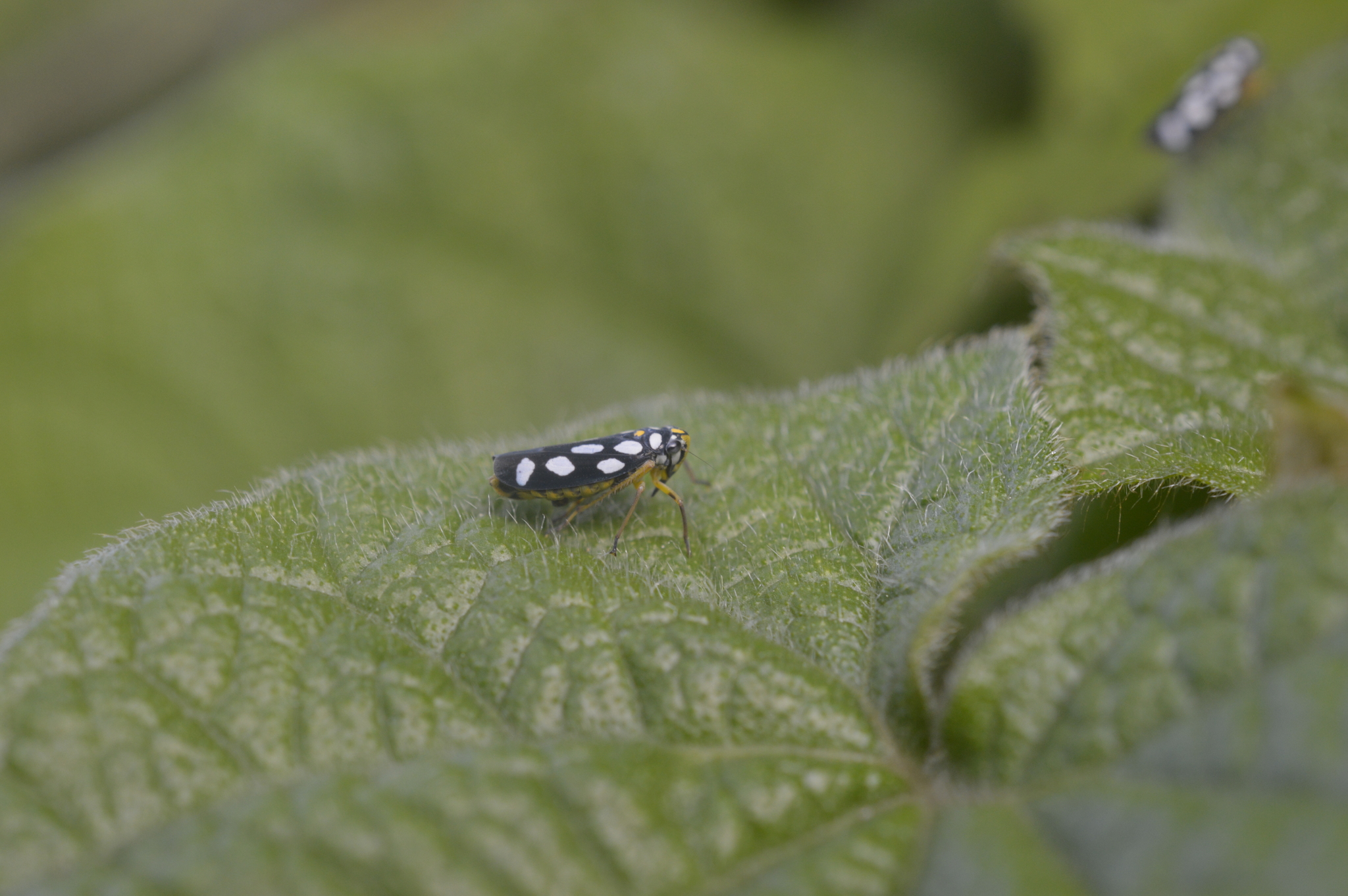 Cicadellinae image