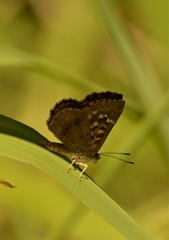 Aricoris indistincta