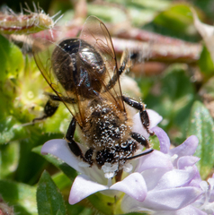 Apis mellifera