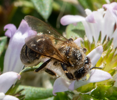 Apis mellifera