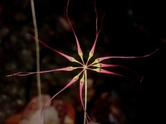 Bulbophyllum gracillimum