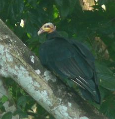 Cathartes burrovianus