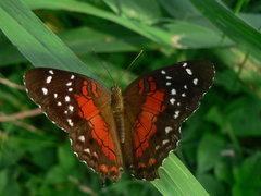 Anartia amathea