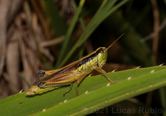 Scotussa impudica