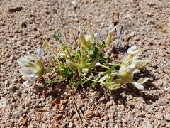 Oxytropis caespitosa