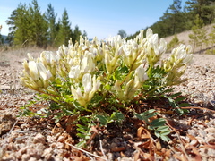 Oxytropis caespitosa