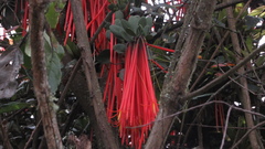Aetanthus mutisii